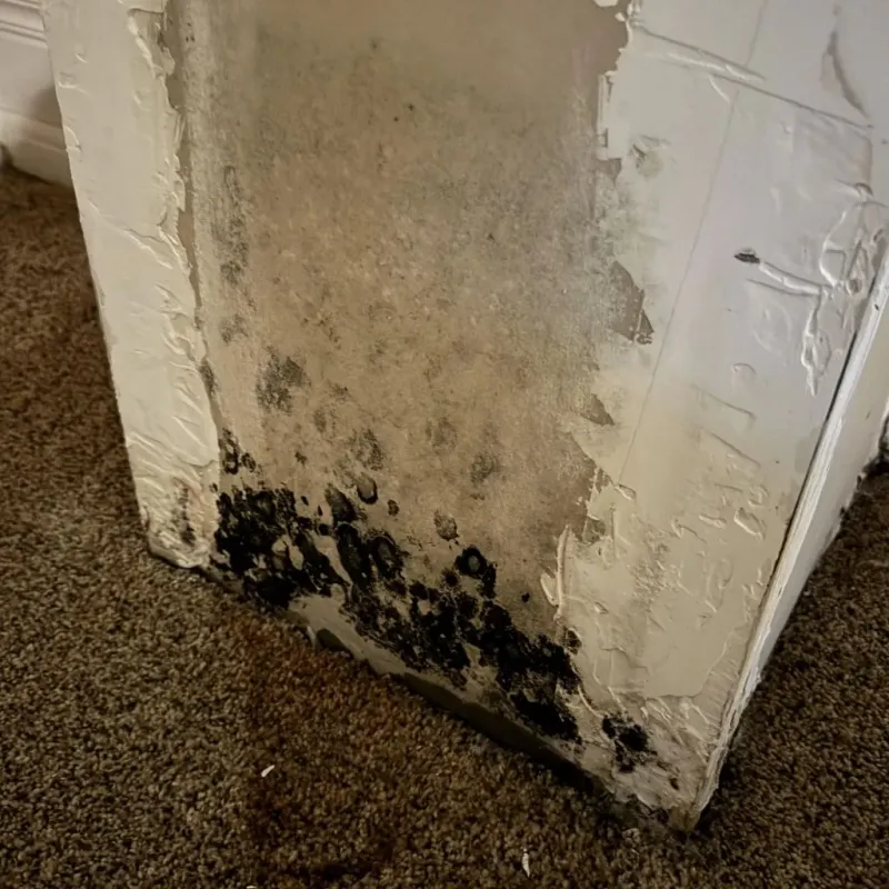 Professional Mold Removal in Houston, MO